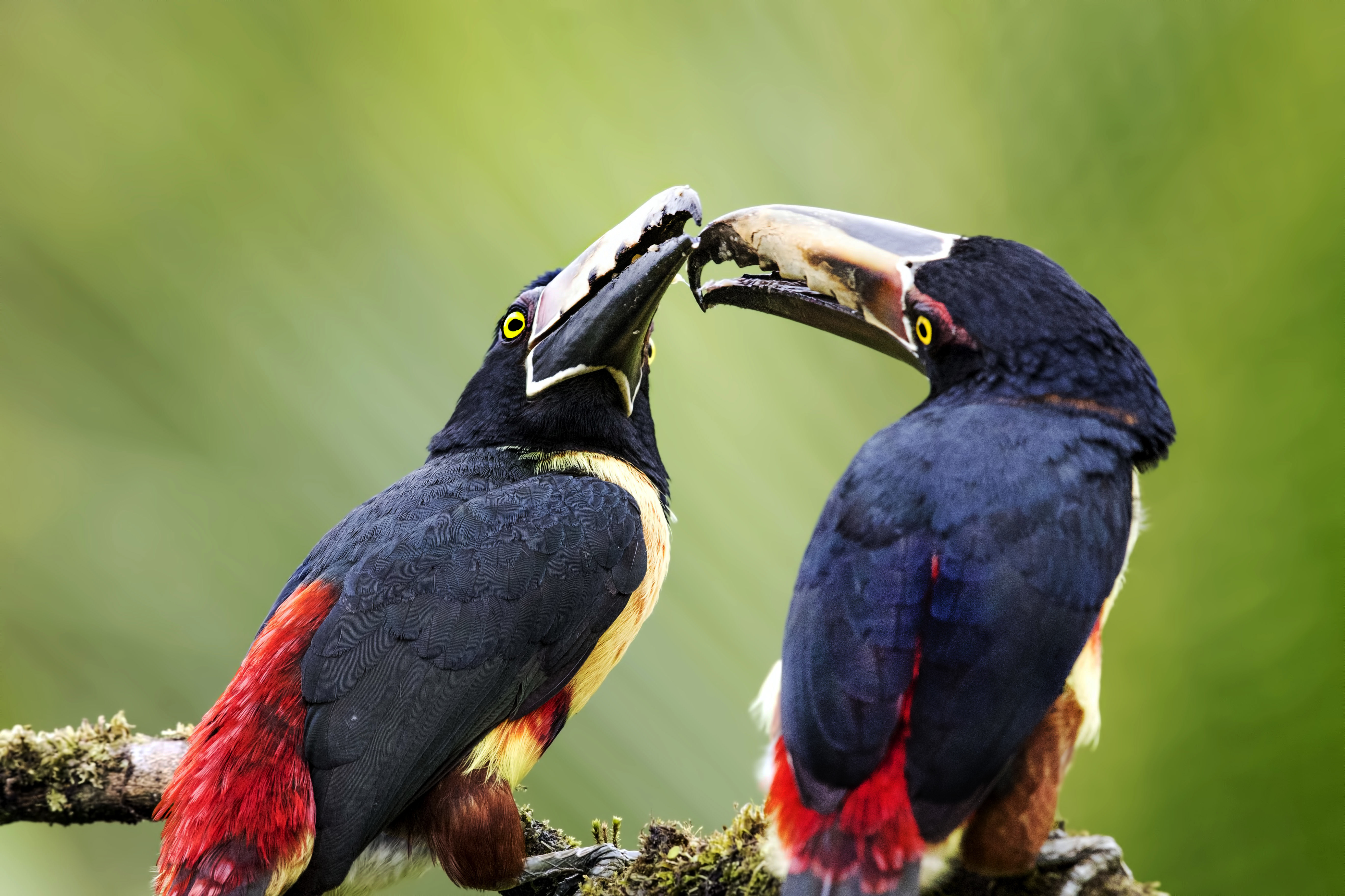 Collared Aracari